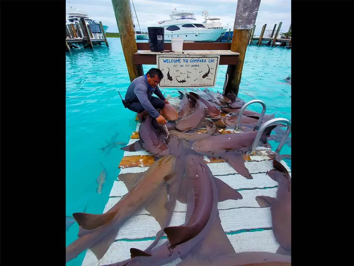 105' Sunseeker photo 39